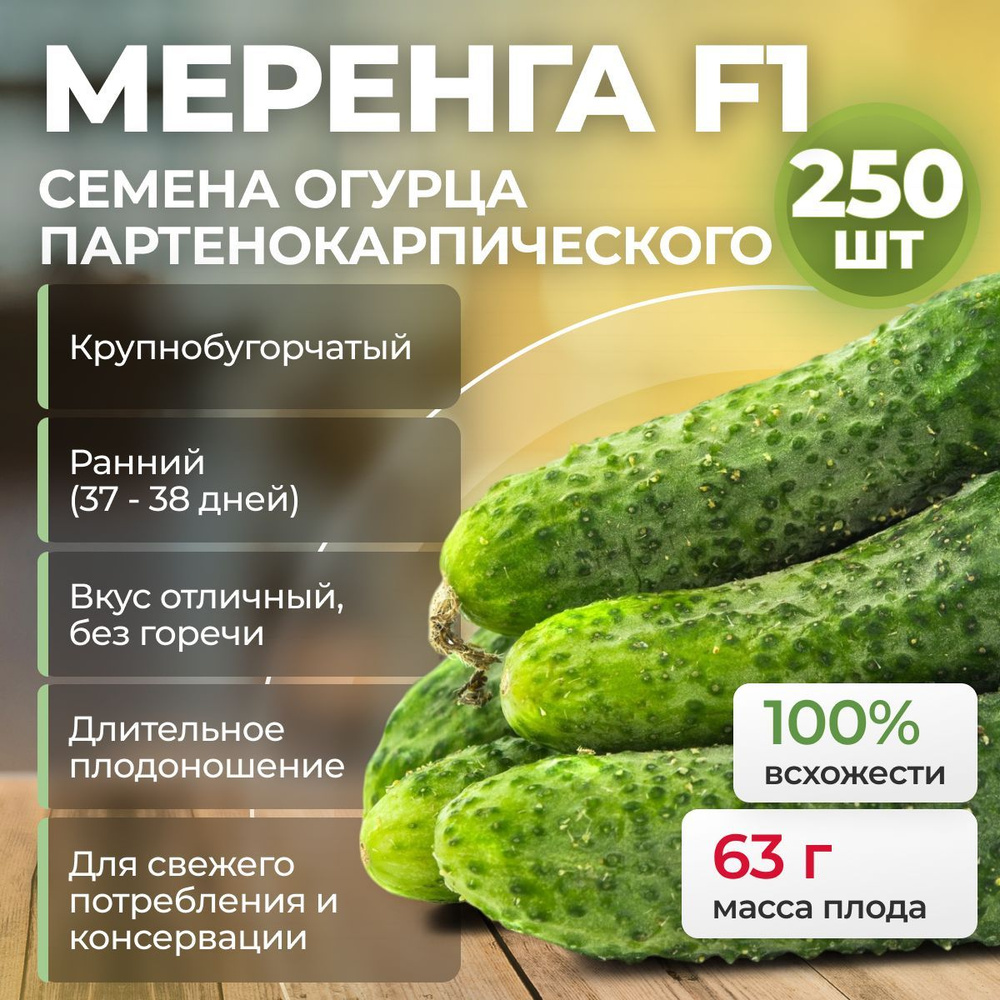 Меренга F1 семена огурца раннего, 250 шт. (Seminis / ALEXAGRO). Высокоурожайный, пчелоопыляемый гибрид #1