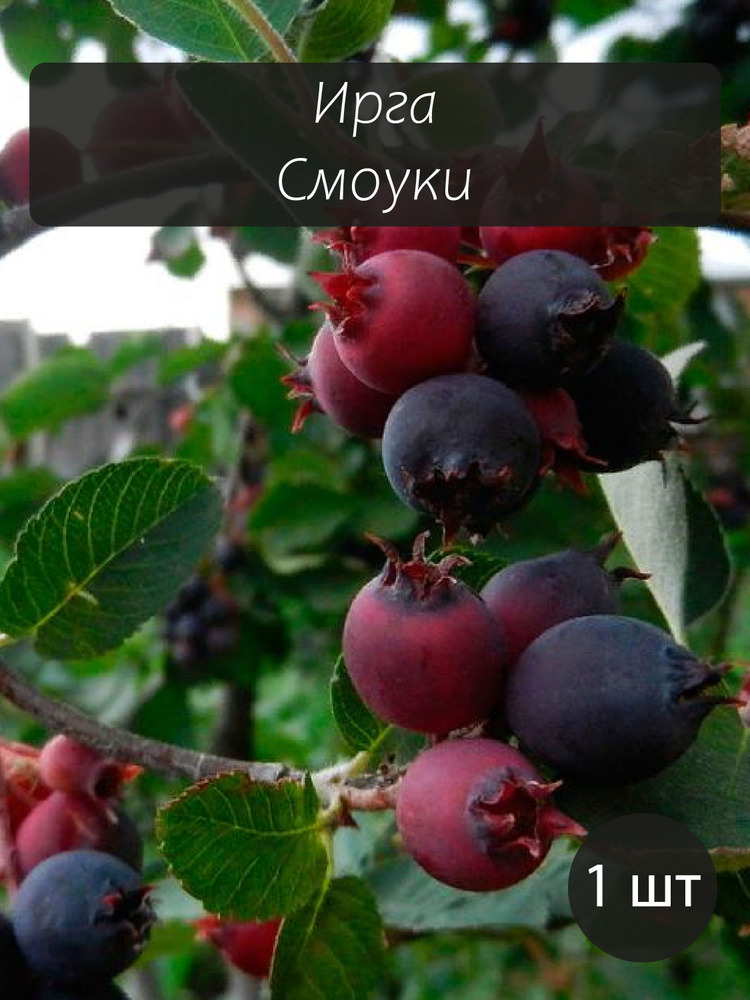 Ирга Смоуки саженец #1