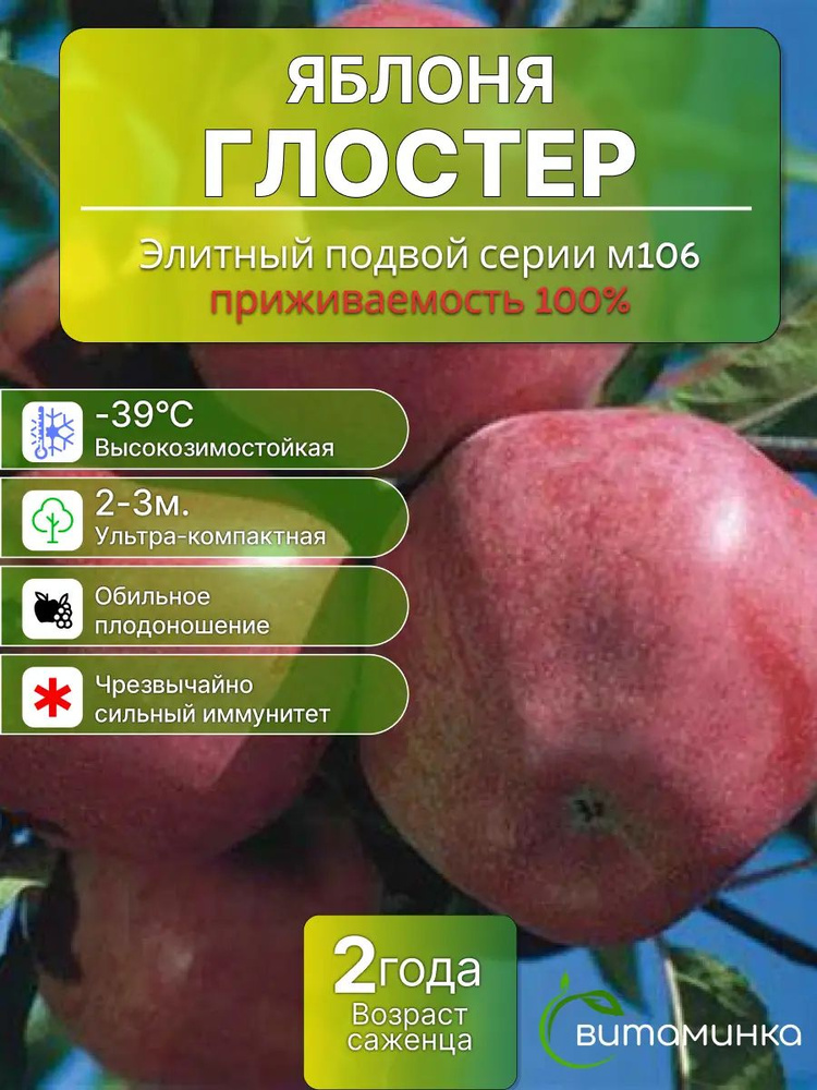 Яблоня Глостер саженец #1