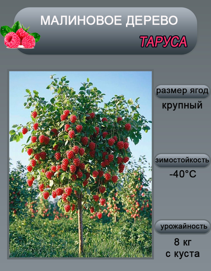 Малиновое дерево морозостойкое Таруса саженец #1