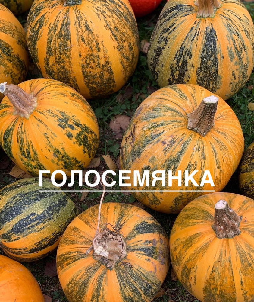 Тыква Голосемянка, 5 семян #1