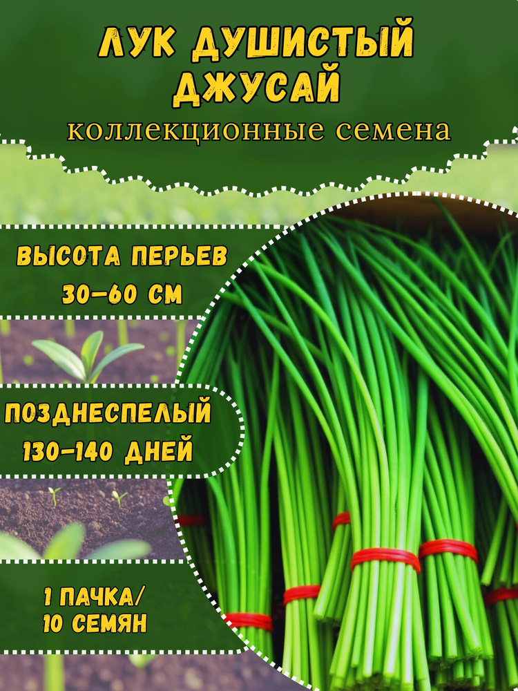 Семена "Лук Душистый Джусай", 10 семян #1