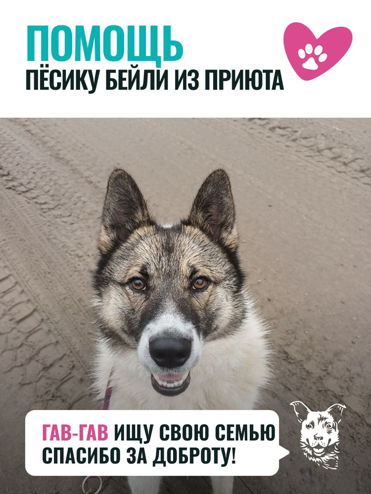 Помочь Бейли найти дом #1