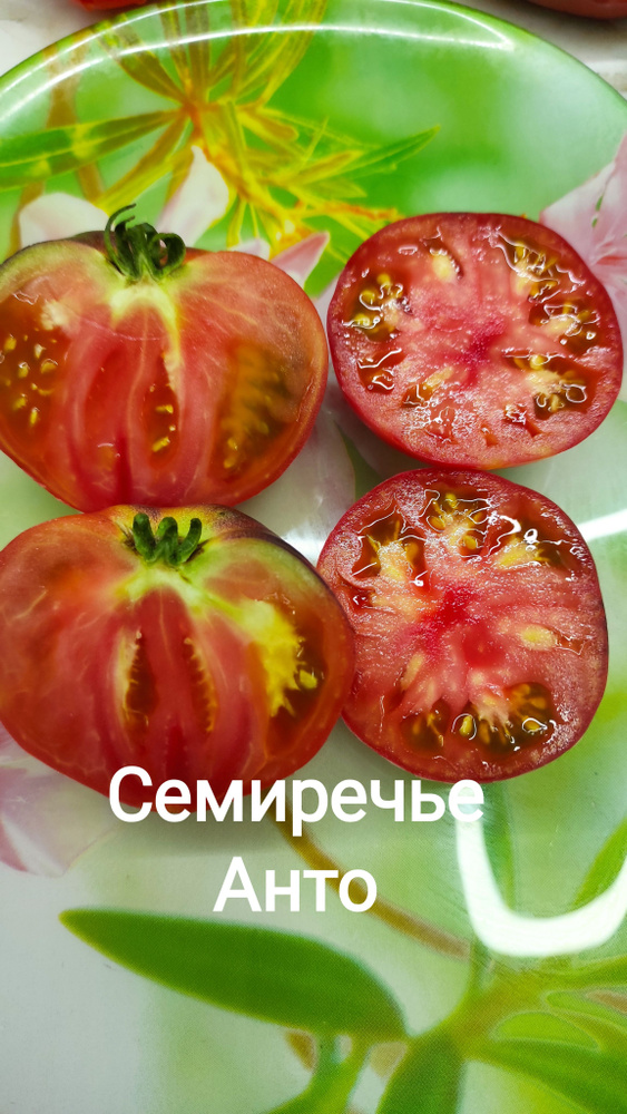 Семиречье Анто #1