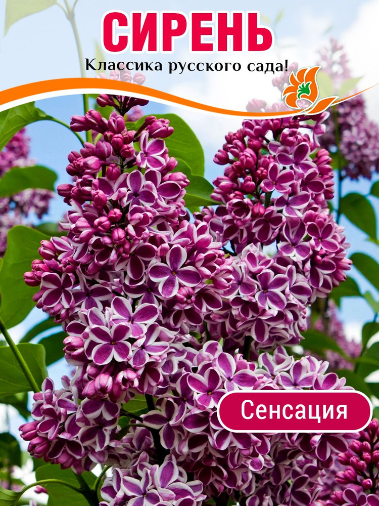 Сирень саженцы многолетние морозостойкие Сенсация, кустарники многолетние цветущие морозостойкие #1