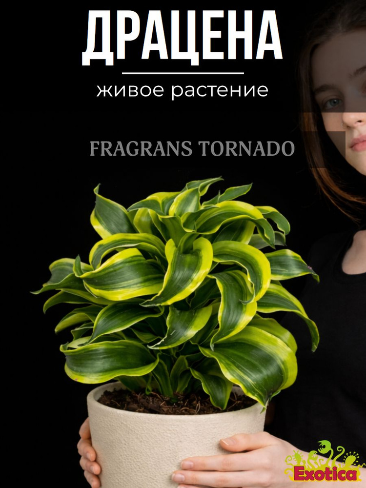 dracaena-fragrans-tornado-d6