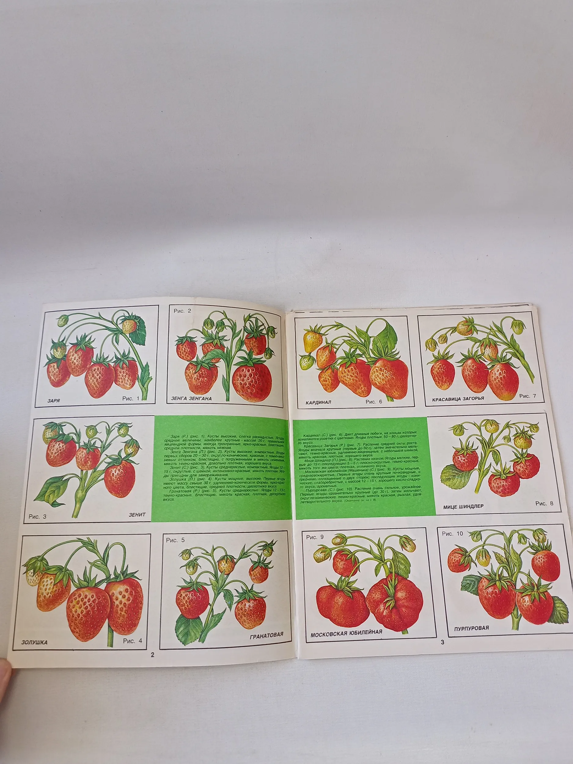 Земляника. Сорта на выбор #3