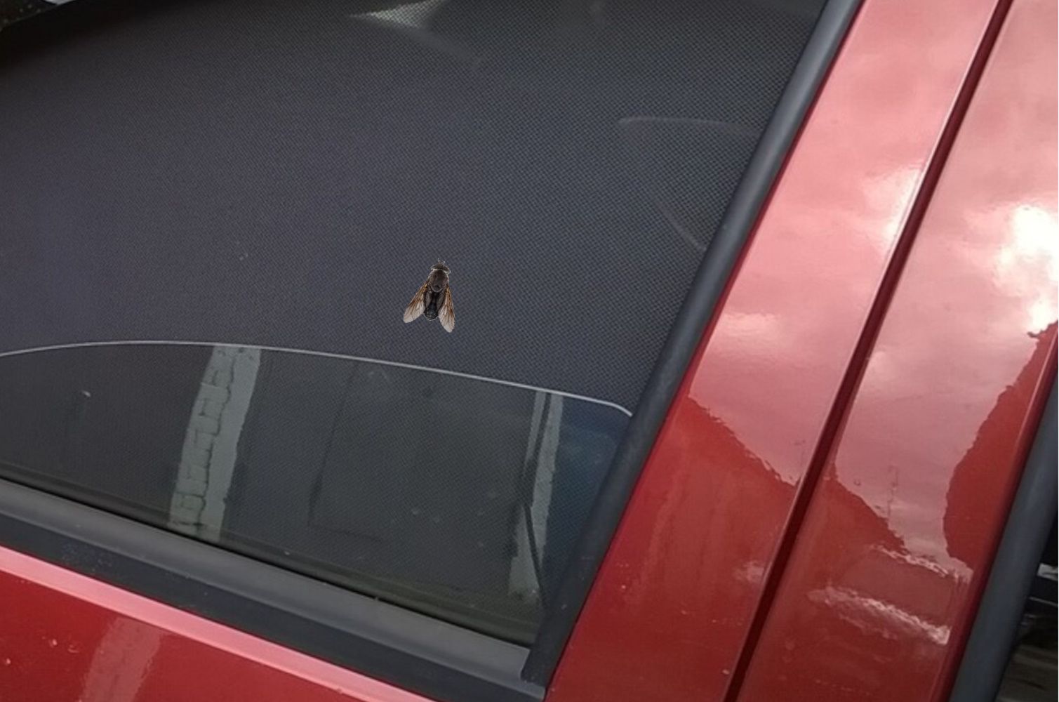 Шторка солнцезащитная Toby Suzuki Grand Vitara (60х - купить по ...