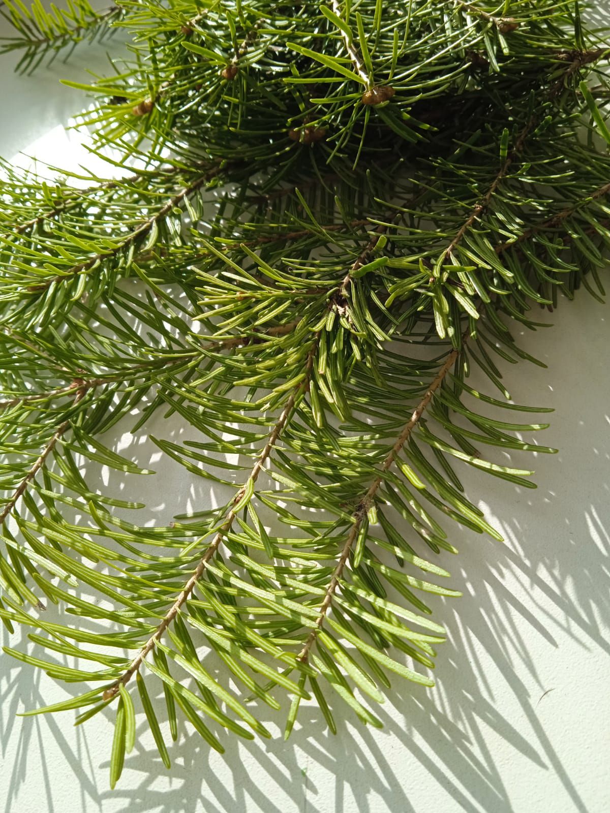 Натуральныеветкихвойные