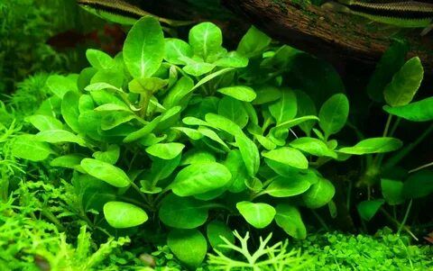 Лобелияпурпурная.Живоеаквариумноерастение