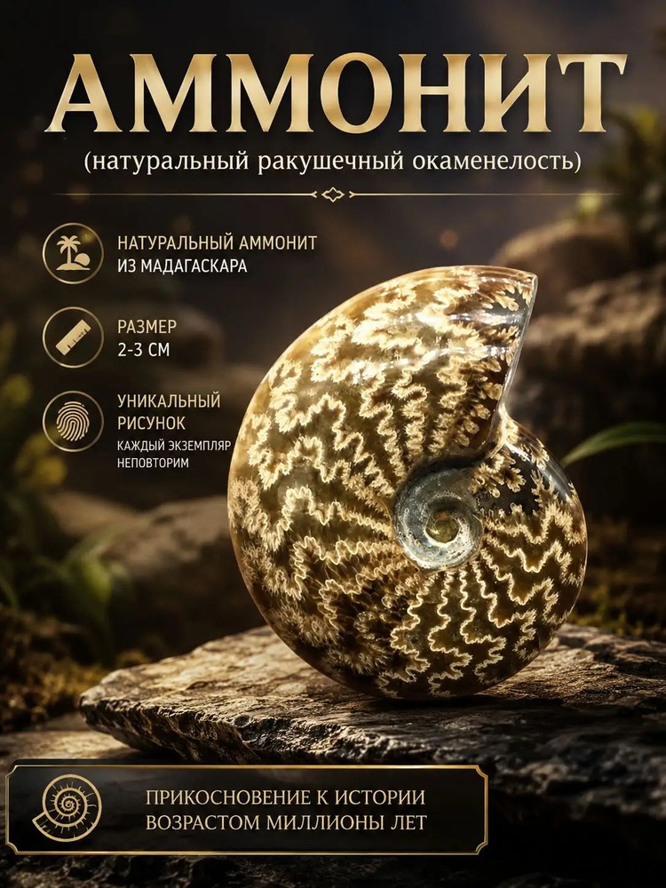 Аммонит #1
