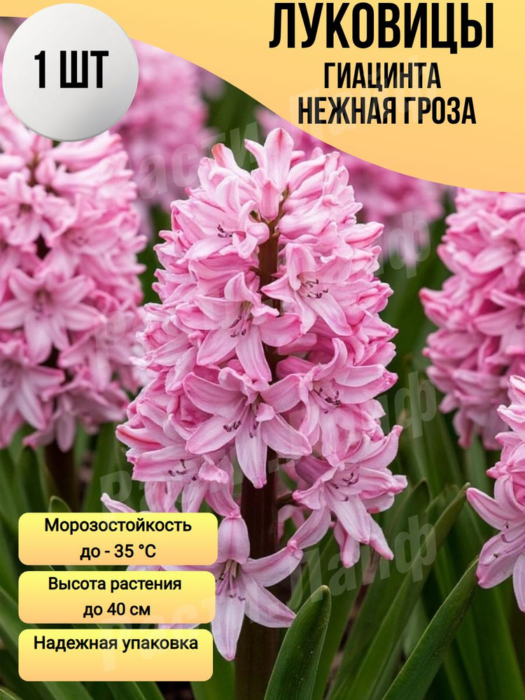Луковицы Гиацинта #1