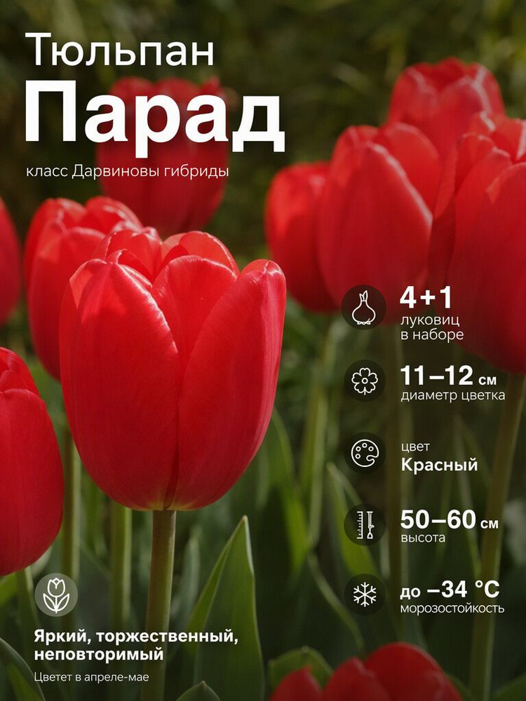 Тюльпан Парад #1