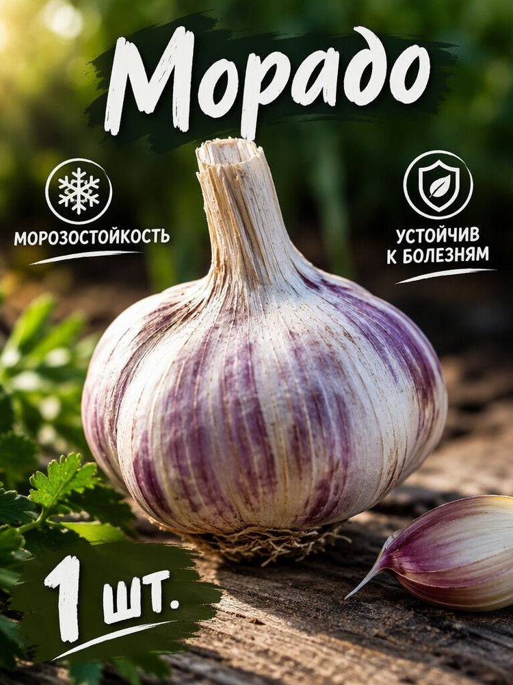 Чеснок Морадо #1