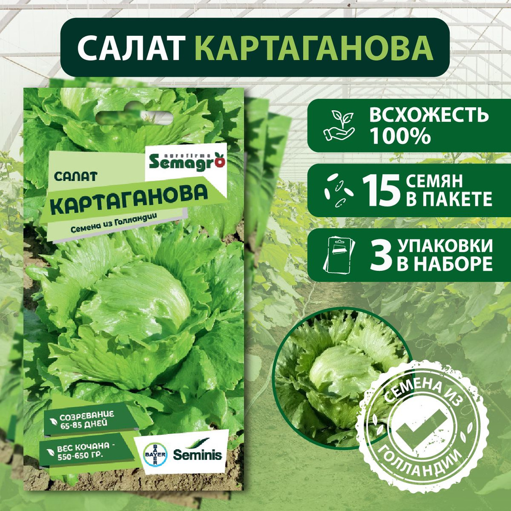 Семена Салат Картаганова SEMINIS, 3 пакета, (15 семян в одном пакете)