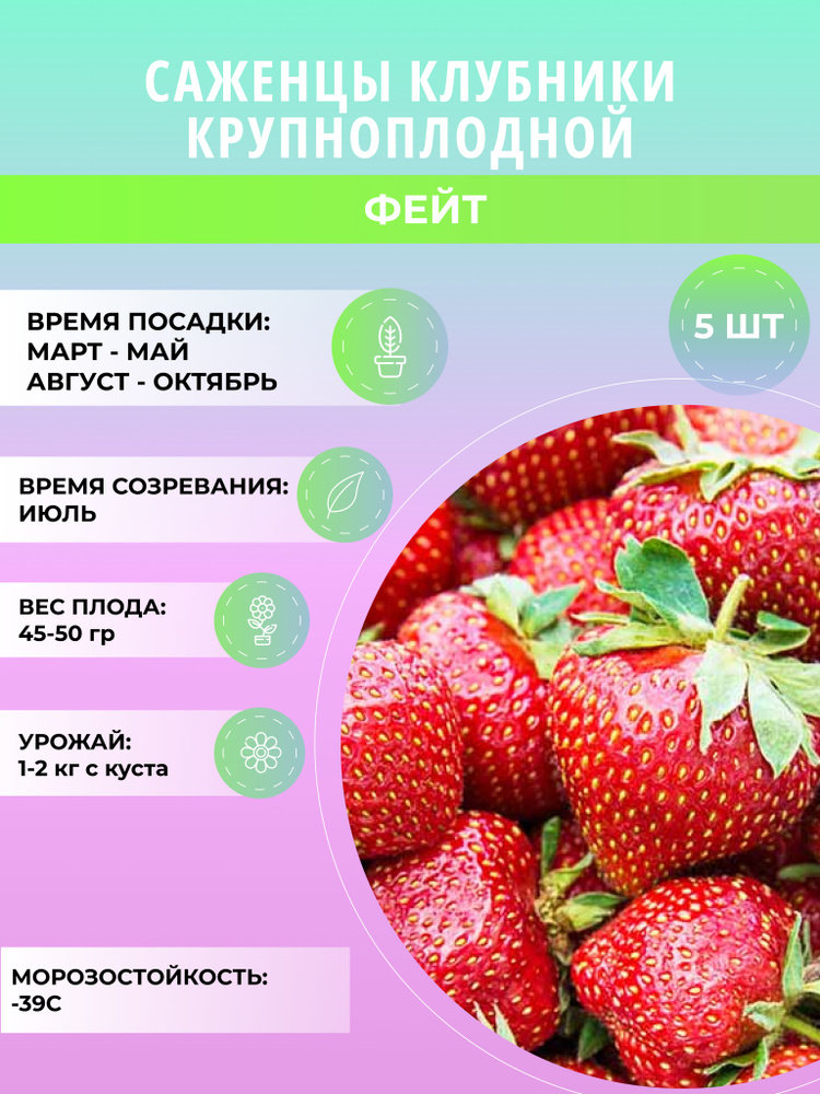 Клубника Фейт саженцы, крупноплодная и ремонтантная, ягодные кусты 5 шт  #1