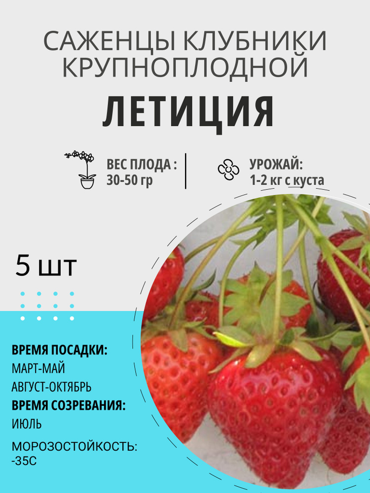 Саженцы ягодные, клубника Летиция крупноплодная и ремонтантная, многолетние плодовые растения  #1