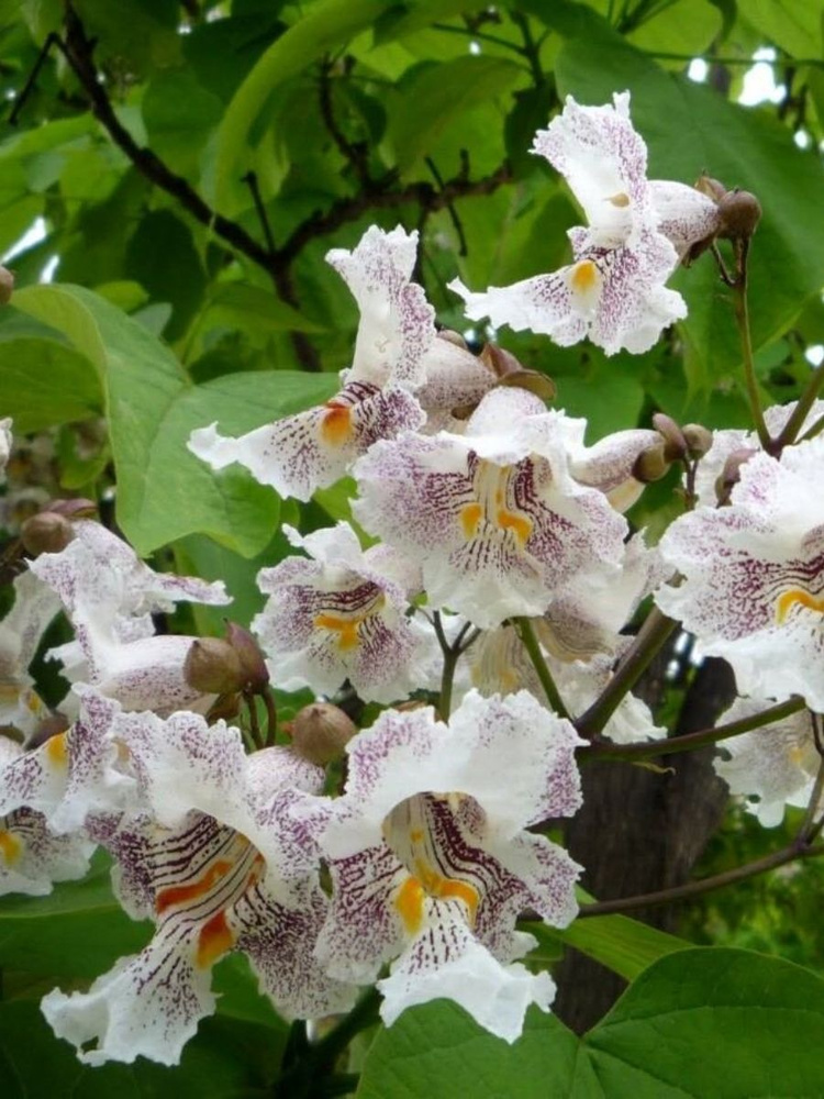 Семена Катальпа яйцевидная (Catalpa ovata), 25 штук #1