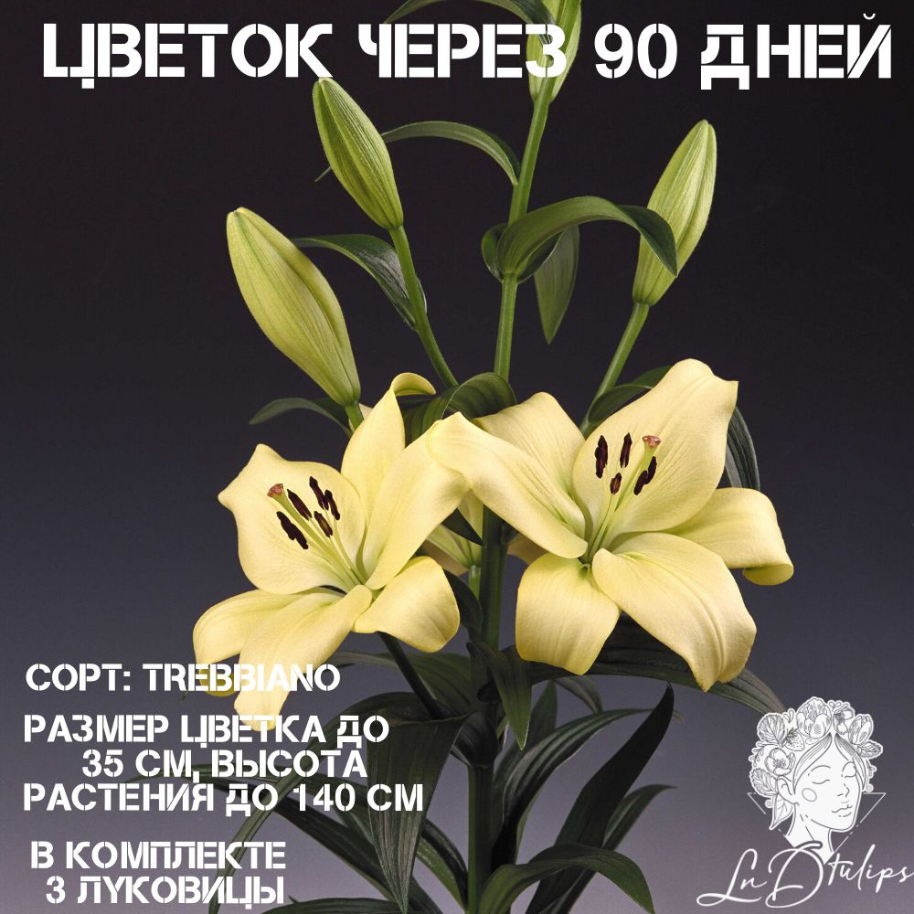 Луковицы Лилии Lndtulips купить по выгодной цене в интернет-магазине OZON  (1495446121)