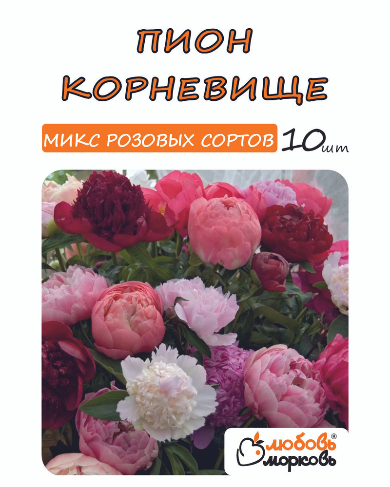 Пион Корневище, Микс розовых сортов, 10шт #1