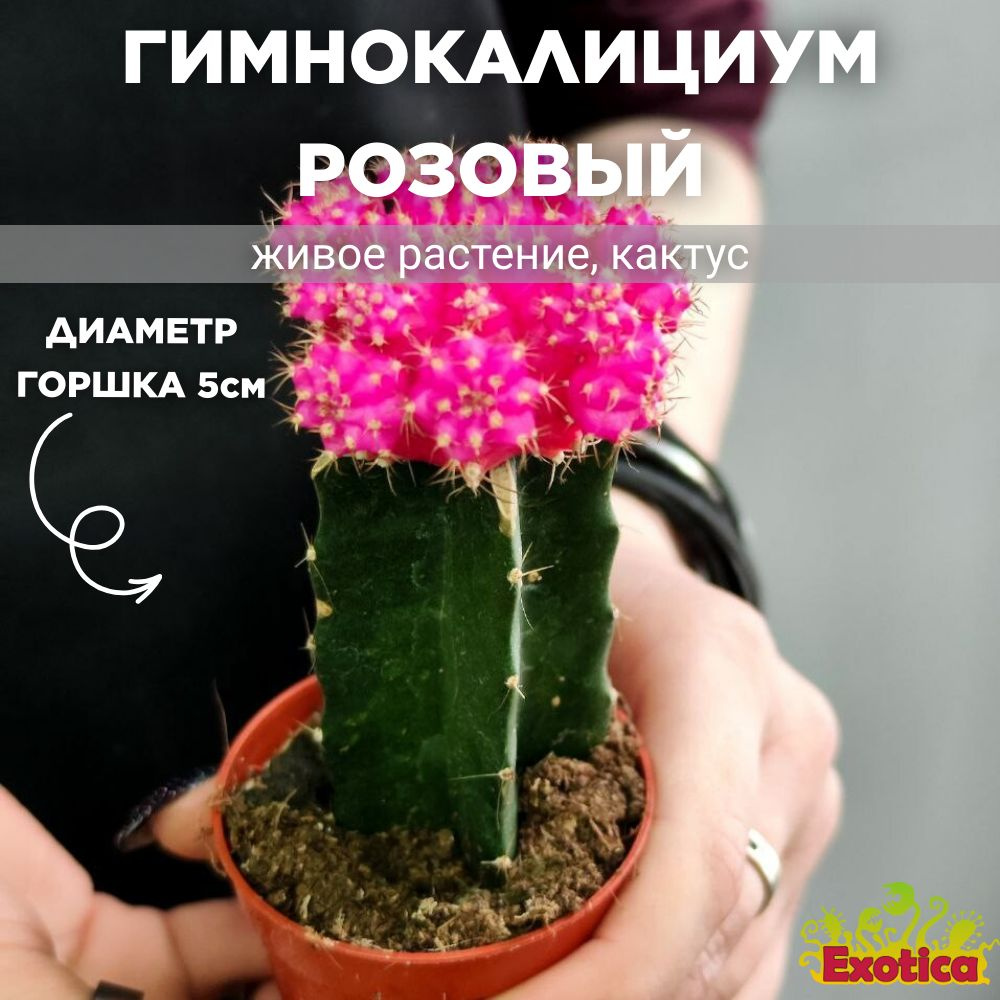 Кактус Гимнокалициум Михановича Розовый (Gymnocalycium Mihanovichii Pink) D5см  #1