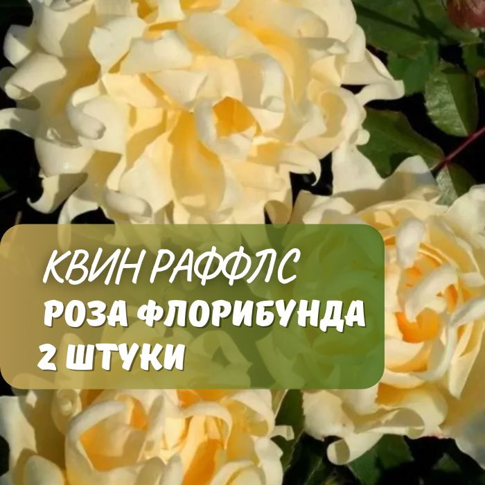 Роза флорибунда Квин Раффлс / саженец розы 2 шт #1