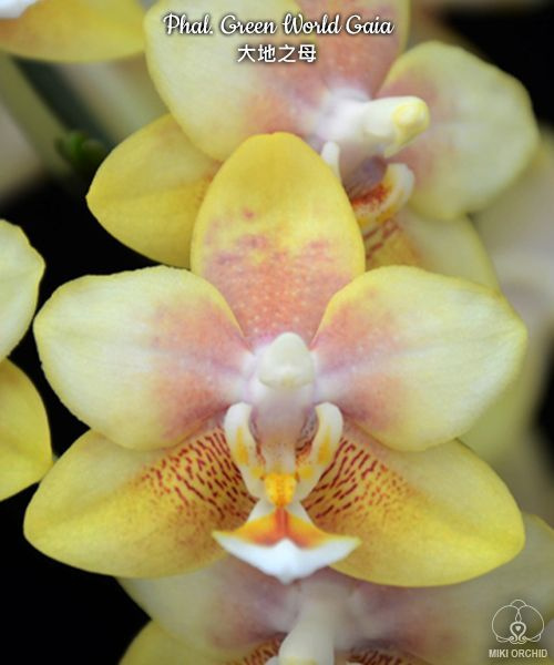 Орхидея Фаленопсис ОрхидФлора желтый, 7 дм, 1 шт - купить по выгодной ...