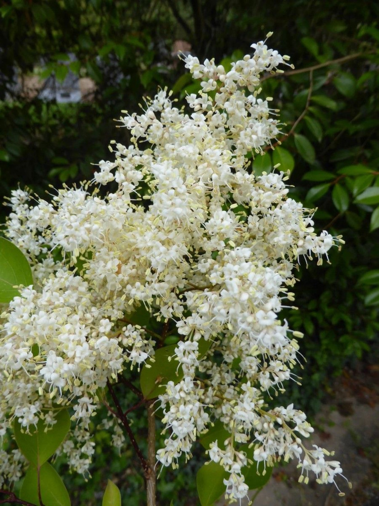 Семена Сирень амурская (Syringa amurensis), 25 штук #1