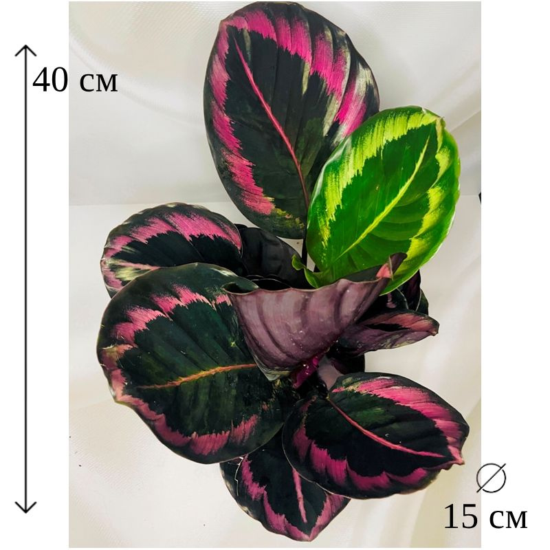 Калатея Розеопикта Джесси D-15 см #1