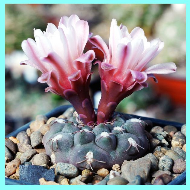 Семена Гимнокалициум- Gymnocalycium mucidum v. ferrari f. elegans WR 718 ( 10 шт.)  #1