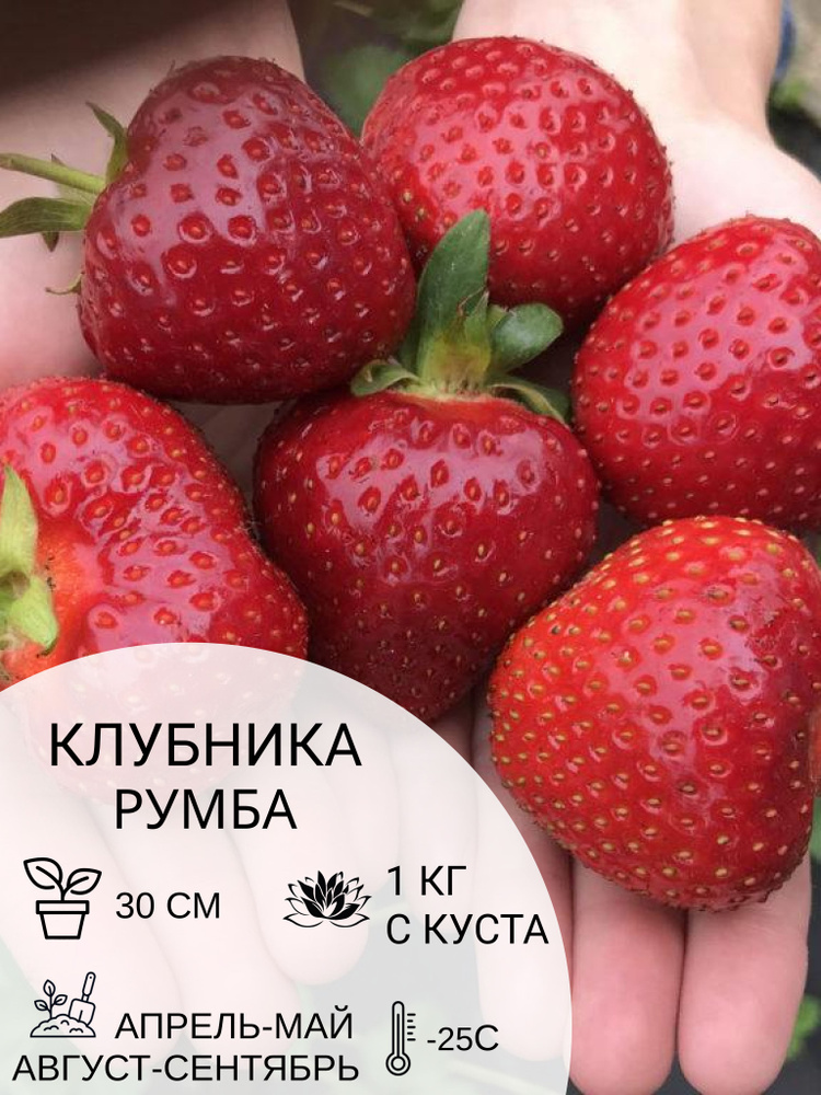 Клубника Румба, саженцы ягодных кустарников крупноплодные и ремонтантные  #1