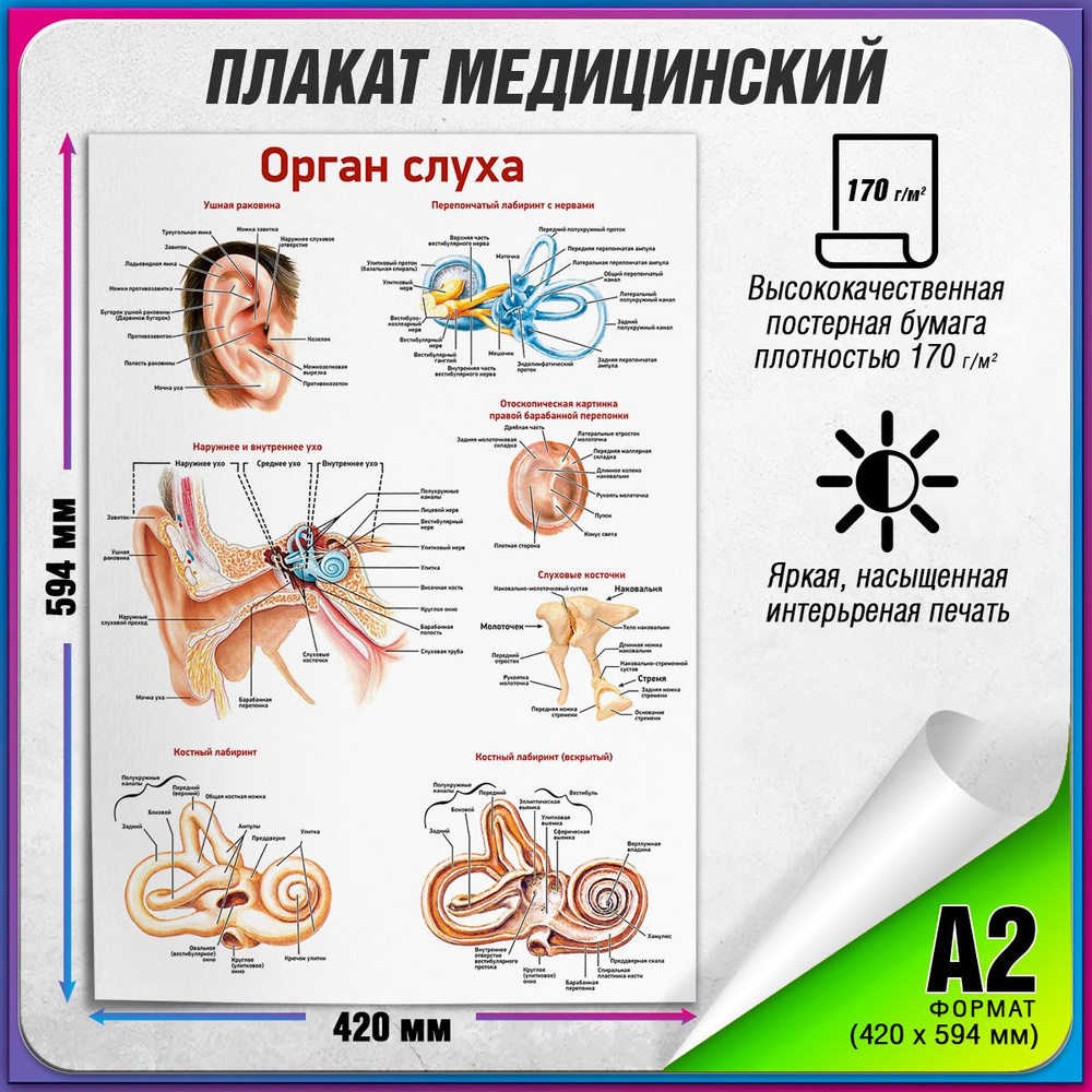 Информационный медицинский плакат "Орган слуха" / А-2 (60x42 см.)  #1