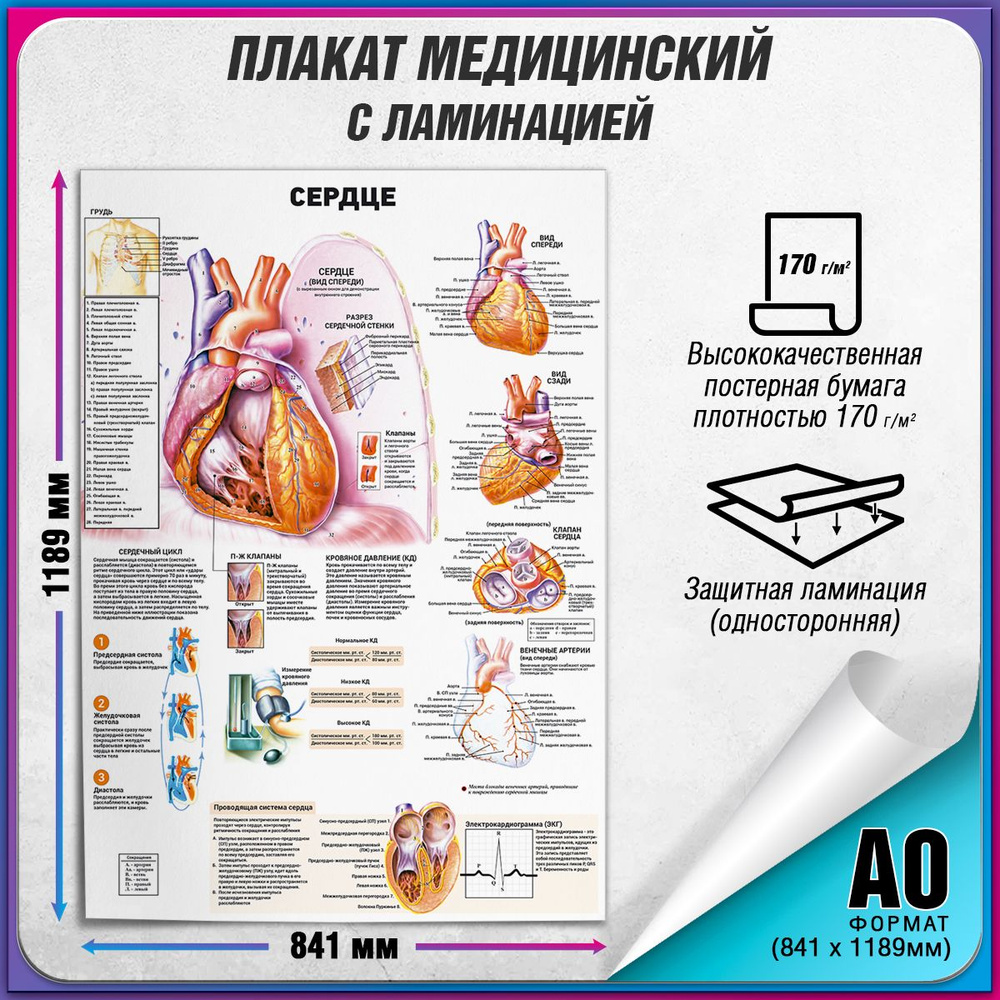 Информационный медицинский плакат "Сердце человека" / ламинированный / А-0 (84x119 см.)  #1