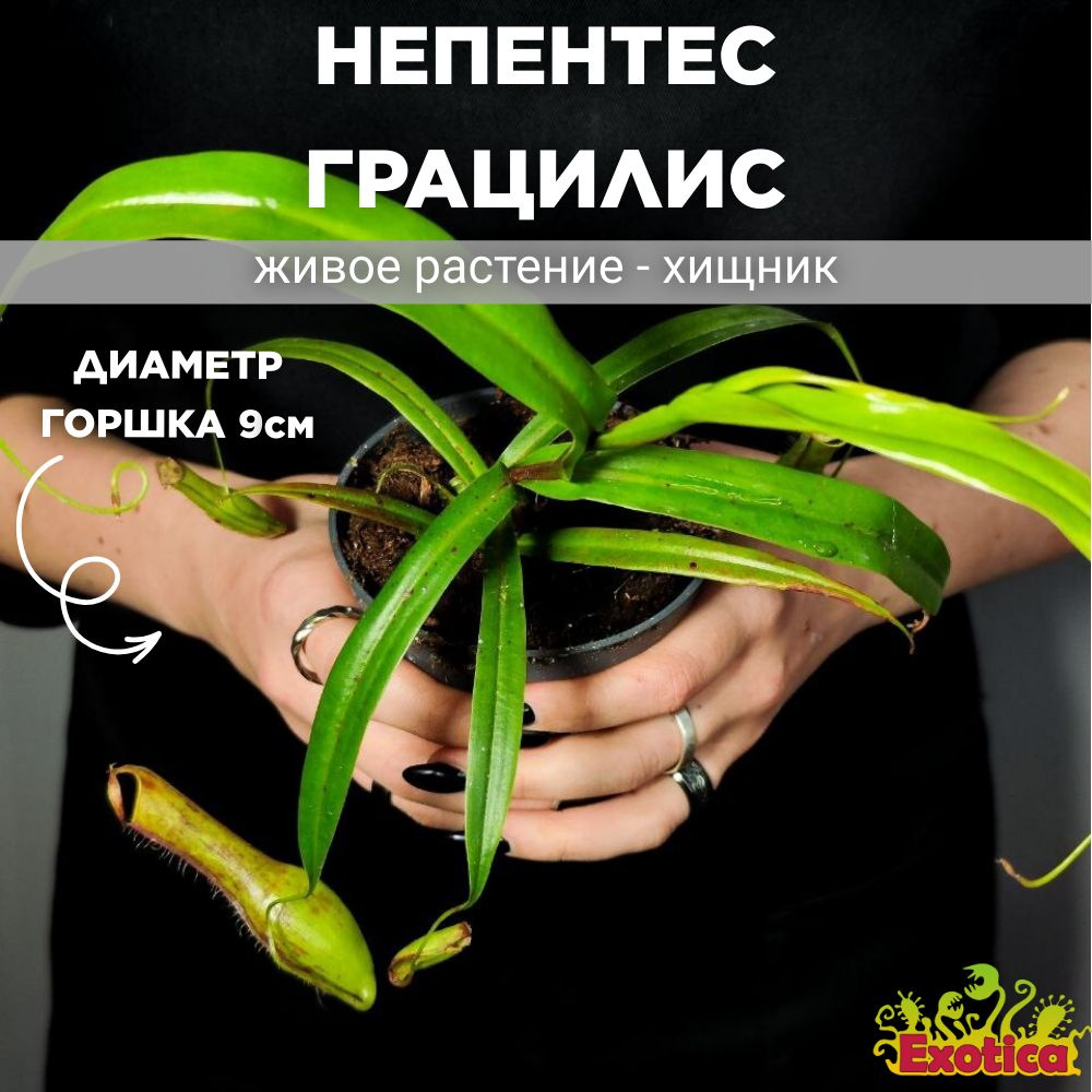 Непентес Грацилис (Nepenthes Gracilis) D9см #1