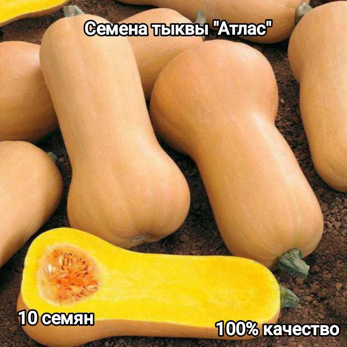 Семена ,10шт #1