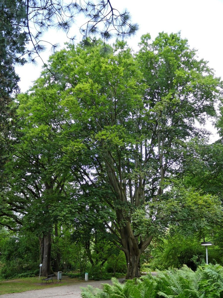 Семена Бук восточный (Fagus orientalis), 5 штук #1