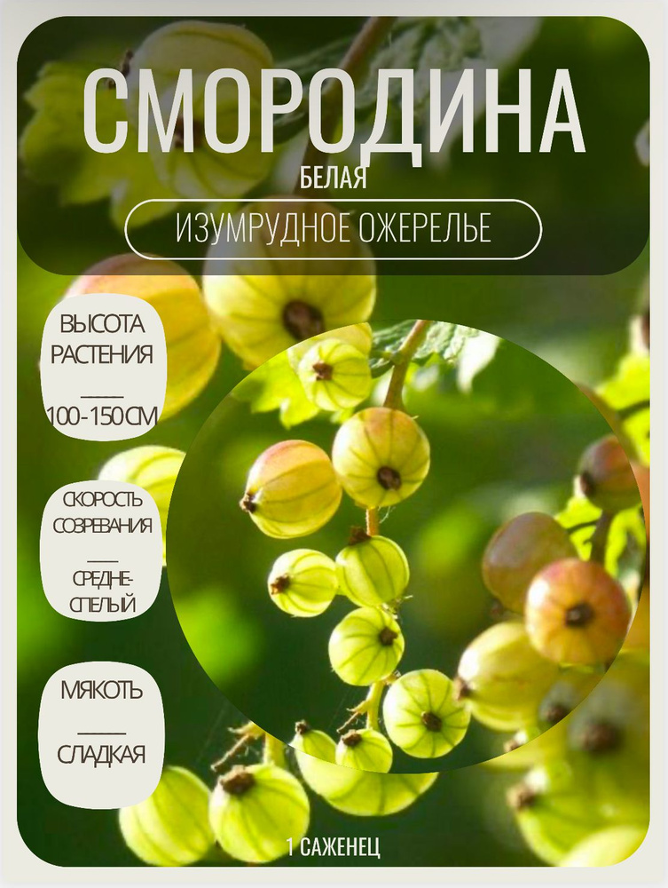 Смородина саженцы многолетние ягодные кустарники #1