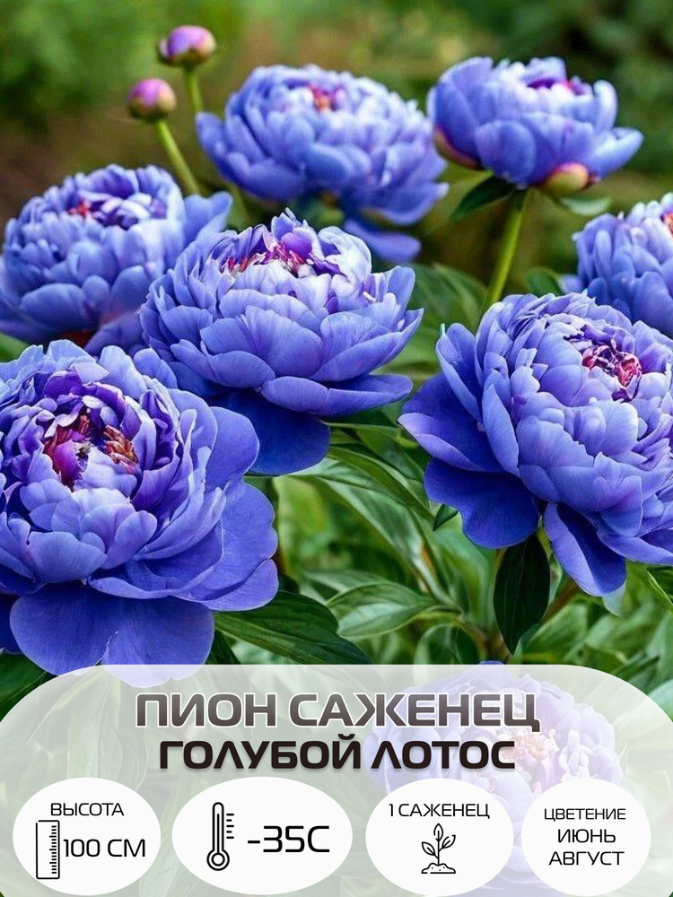 Саженцы пиона травянистого , многолетние зимостойкие цветы для сада #1
