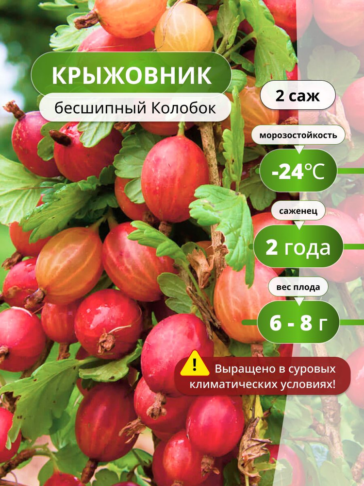 Крыжовник без шипов саженцы крупный Колобок 2 шт #1