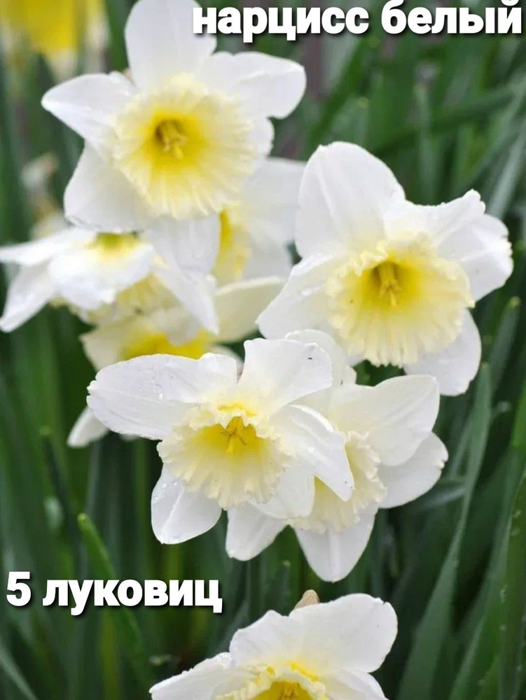 Нарцисс #1