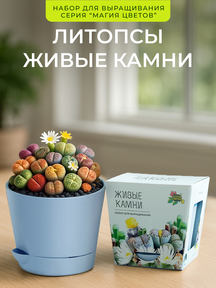 Литопсы микс живые камни Набор для выращивания растений #1