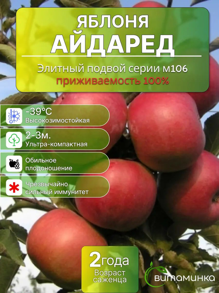 Яблоня Айдаред саженец #1