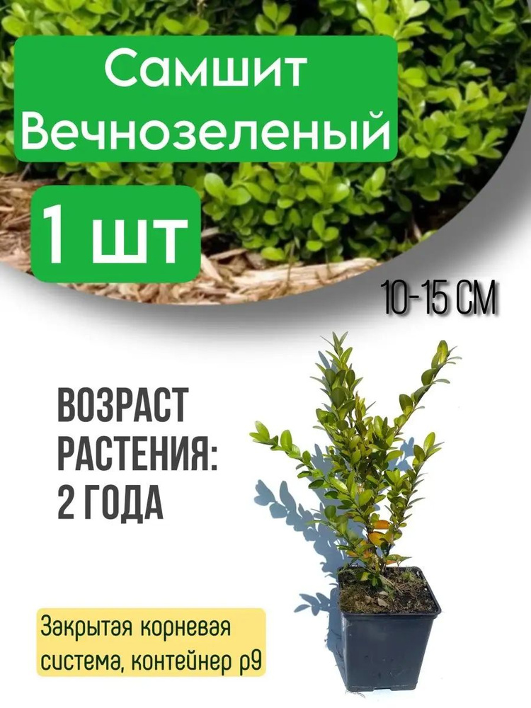 Саженец,1шт #1