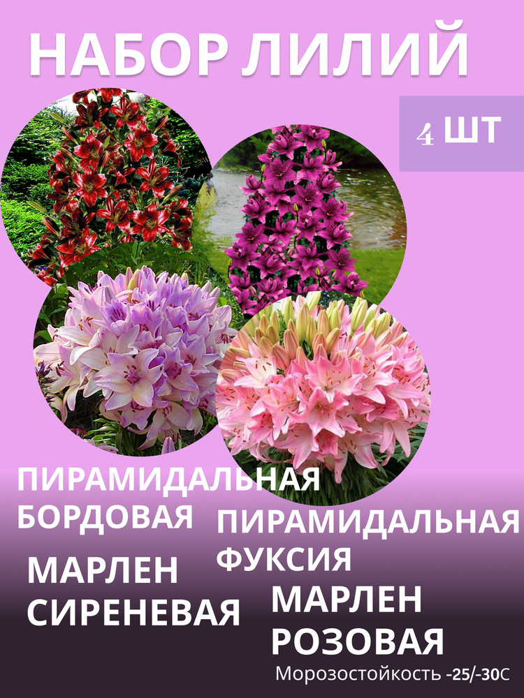 Лилия луковицы, многолетние морозостойкие цветы, сет 4 шт #1