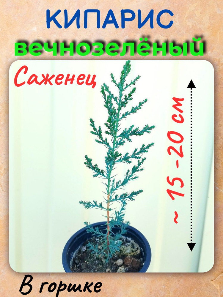 Кипарис #1