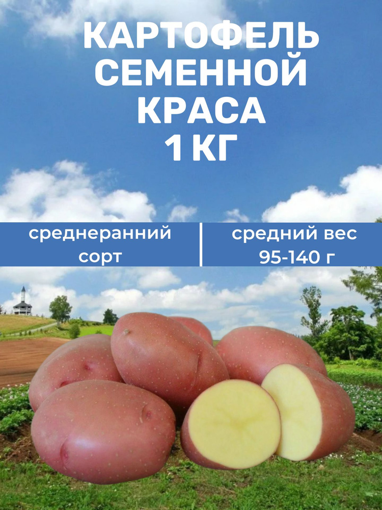 Картофель Краса #1