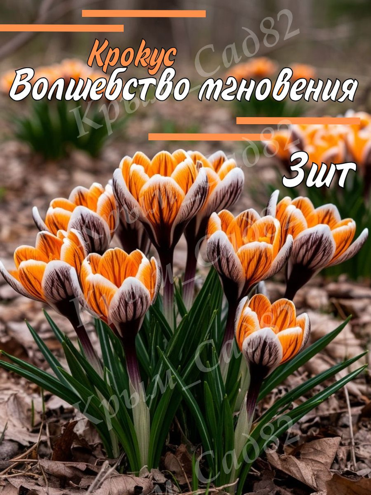 Луковицы Крокус #1