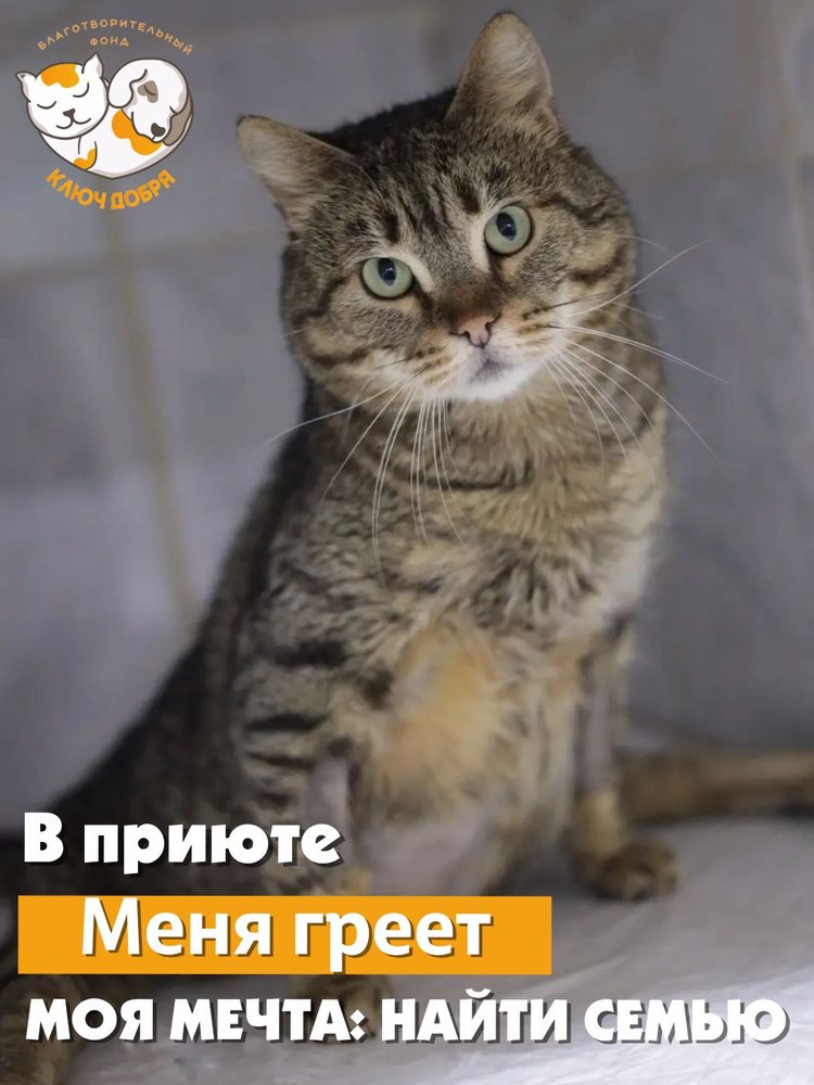 Помочь котику Боре найти дом #1