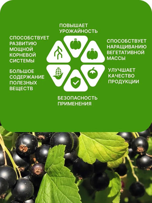 Сағат механизмі секс раф және сульф Сағат механизмі секс раф және сульф