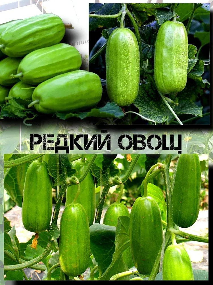 Семена Огурец Восьмигранный Императорский 5 шт. #2